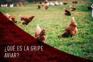 Ayuntamiento de Cadrete Qué es la gripe Aviar