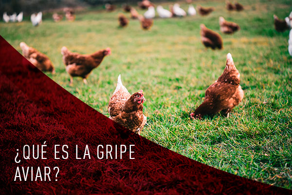 Qué es la gripe Aviar